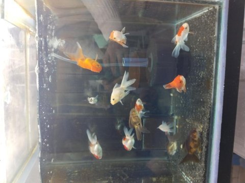 Boy boy oranda japon balığı