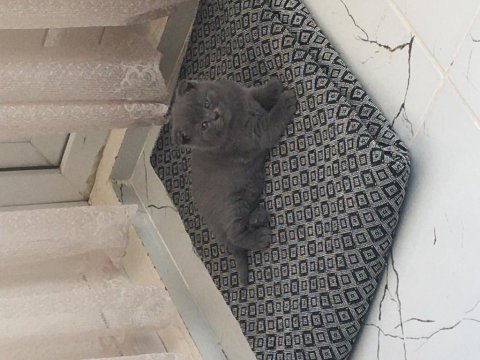 Yavru cins kedimiz 2 aylık