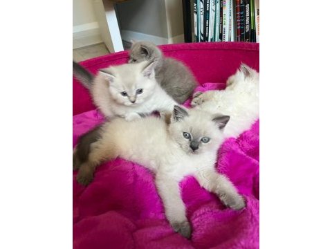 British shorthair erkek yavrular