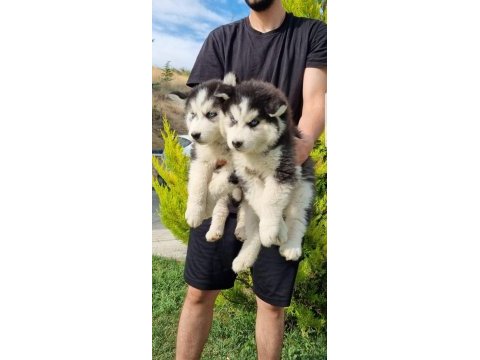 Maviş gözlü safkan husky minikler