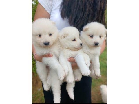 45 günlük anne baba safkan sağlıklı köpekler