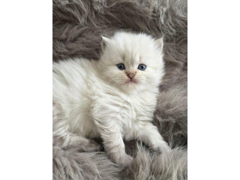 Şecereli babanın kaliteli british longhair yavruları