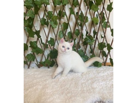 British shorthair golden point dişi ny1233