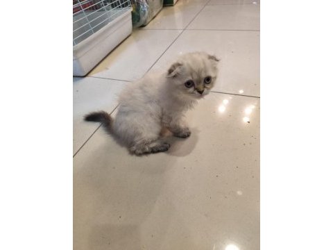 Scottish fold dişi kedimiz