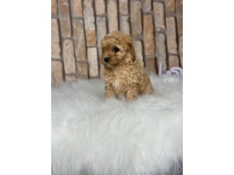 A kalite toy poodle yavrular