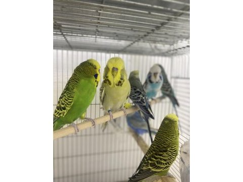 Komple kümes kaçmaz fırsat kuşlar