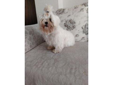 Mükemmel kalitede maltese terrier yavrularımız