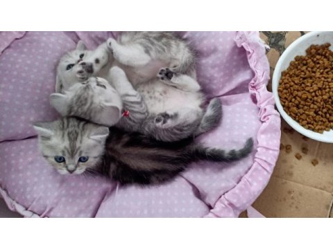 British yavru british shorthair kediler sahiplerini arıyor