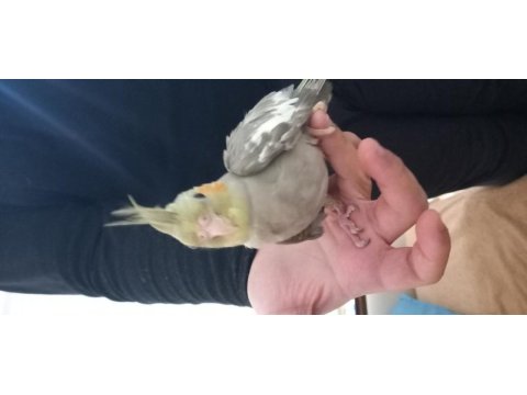 Bakımlı kendi yetiştirdiğim asil kuşlar