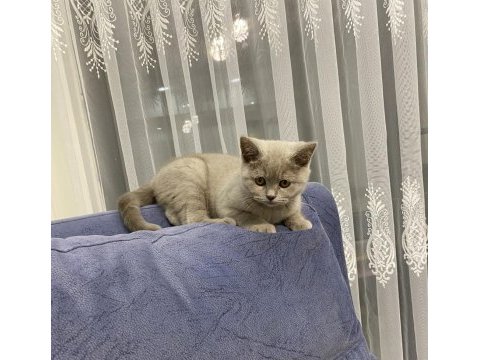 5 aylık british shorthair aşıları tam erkek