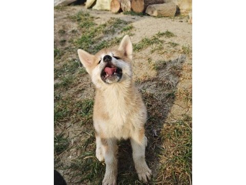 Orijinal safkan japon akita inu