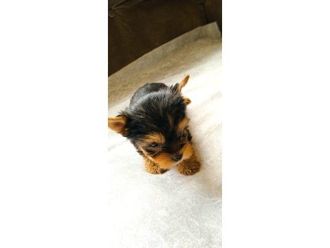 Sahibinden 3 aylık yorkshire terrier