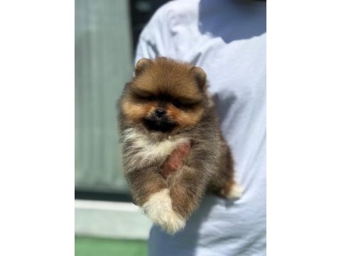 Pomeranian boo teddy bear yavru
