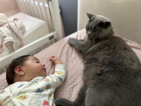 Çok uysal sakin cana yakın köpeğimiz çocuklarla iyi anlaşır
