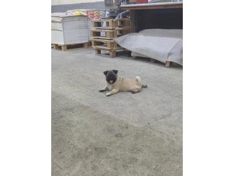 Pug yorulmak bilmez oyuncu