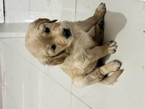 Oyuncu golden retriever dişi
