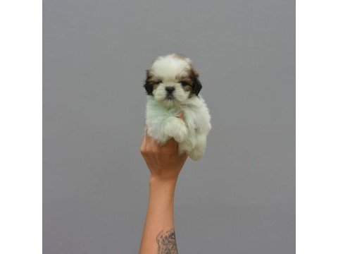 Dünya tatlısı shih tzu yavruları