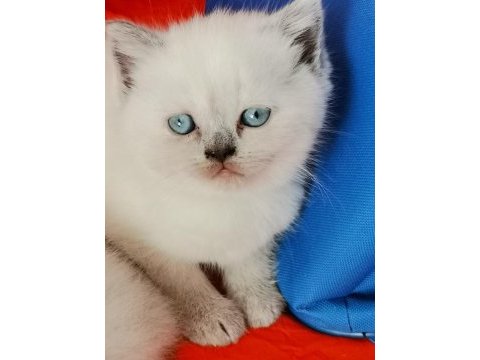 British shorthair
