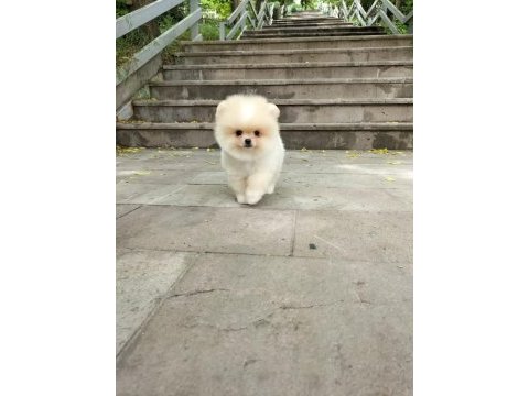 Pomeranian boo