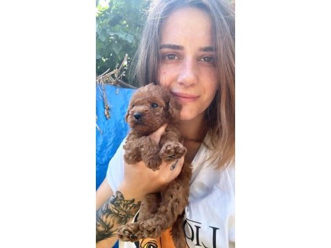 Red maltipoo yavruları