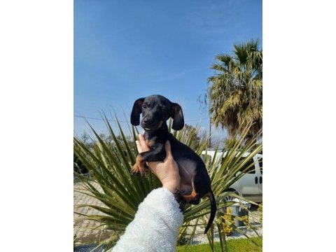 Mükemmel renk yapısına sahip sosis dachshund bebeklerimiz