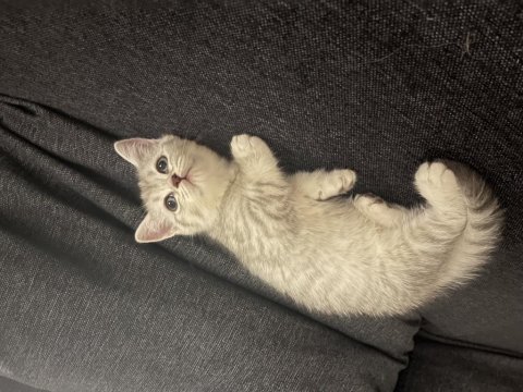 Sıcakkanlı sevimli dişi british shorthair