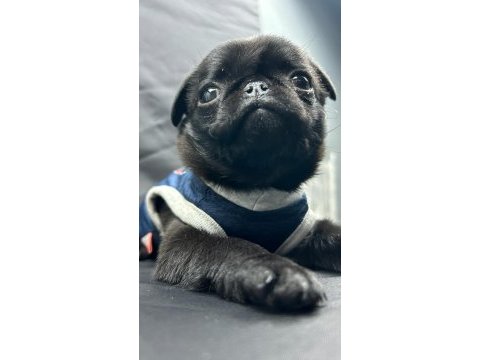 3 ay günlük siyah pug yavrusu