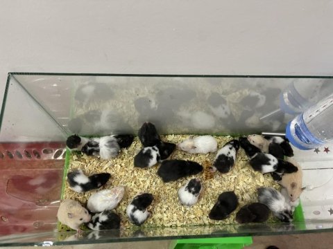 Yavru ve yetişkin hamster