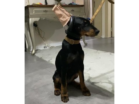 3.5 aylık dişi doberman yavrumuz