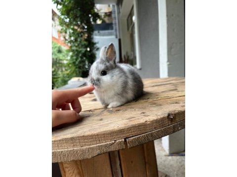 Cüce tavşanlar gün içinde gönderim var