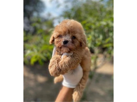 Safkan teacup maltipoo yavrularımız