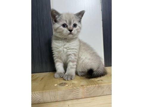 Oyuncu sağlıklı scottish fold yavrular