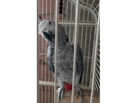 Konuşan jako papağanı