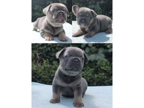 Isabella ve fluffy taşıyıcı en sevilen renklerde köpekler