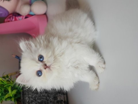 British longhair silver