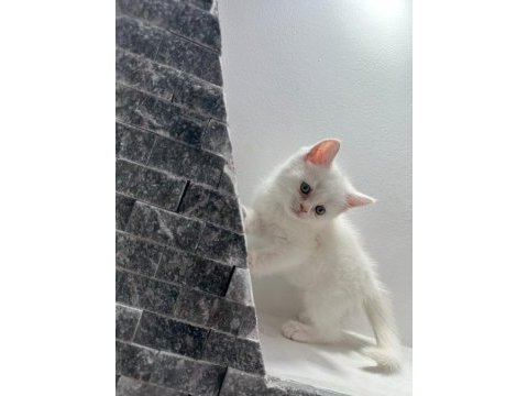 Beyaz browni yavrular british shorthair