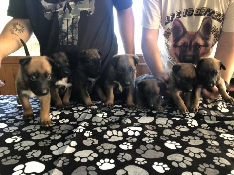 Safkan şecereli a class belçika malinois