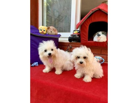 Maltese terrier