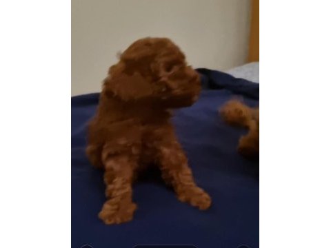 Toy poodle red brown kore safkan dişi-erkek yavrular