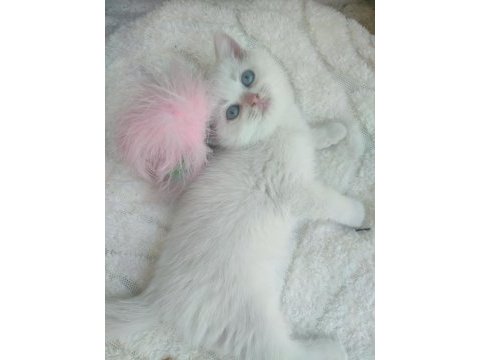 Pamuk british shorthair prenses yeni yuvasını arıyor