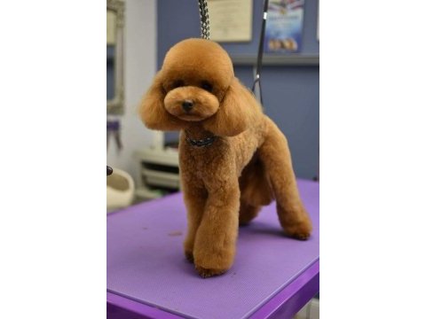 Havalı poodle patilerimiz
