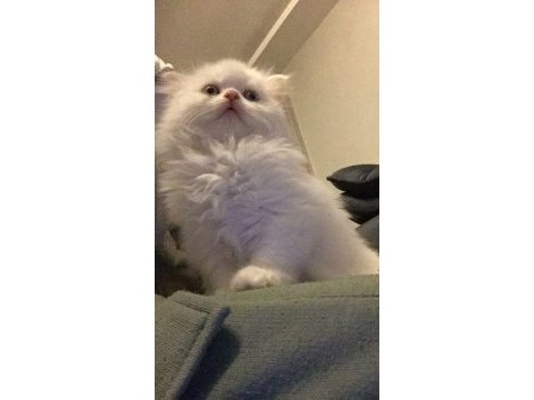 British longhair 4 aylık