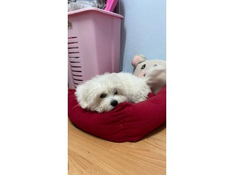 Köpeğimiz yuva arıyor