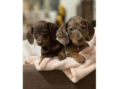 Kısa tüylü mini dachshund sosis yavrular