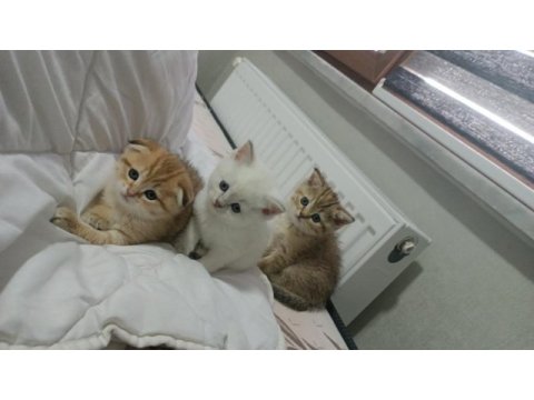 Safkan yavru british shorthair kedilerimiz elli günlük