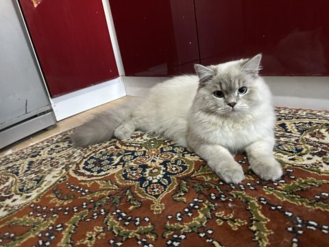 8 aylık erkek british longhair