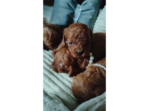 Orjinal toypoodle yavrularımız 