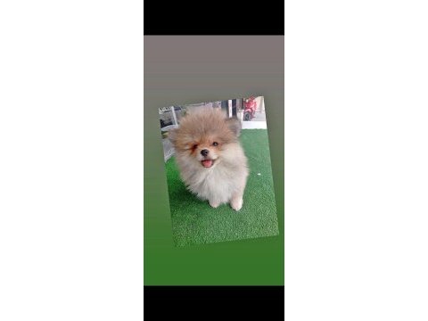 Tuvalet eğitimli pomeranian boo çok akıllı