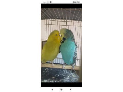 Üst vasıf show jumbo çift muhabbet kuşu