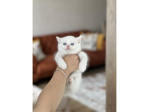 Lekesiz beyaz mavi göz brtish shorthair yavrum